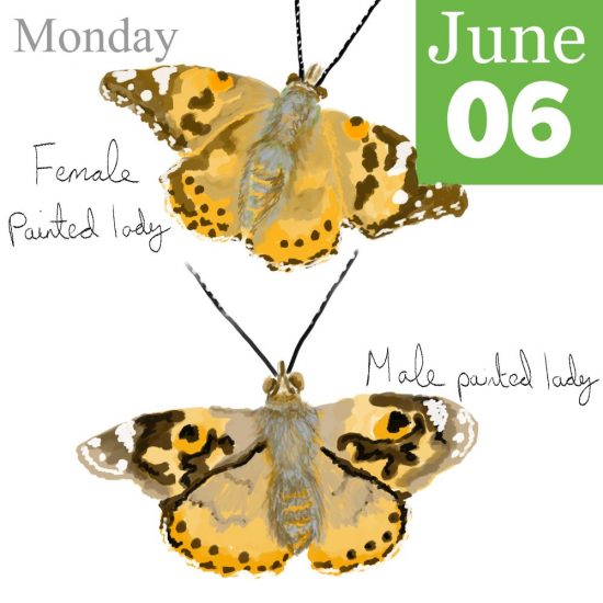 Painted Lady Butterfly Illustration