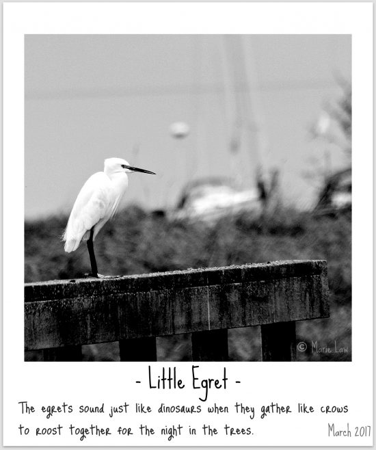 Little Egret Image