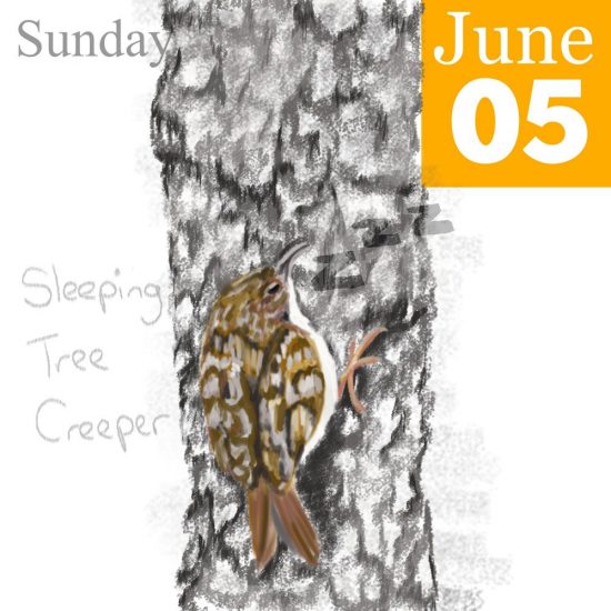 Tree Creeper Illustration